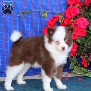 Tonya, Pomsky Puppy