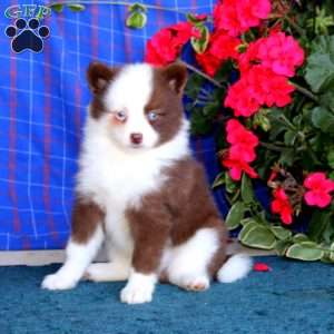 Tonya, Pomsky Puppy