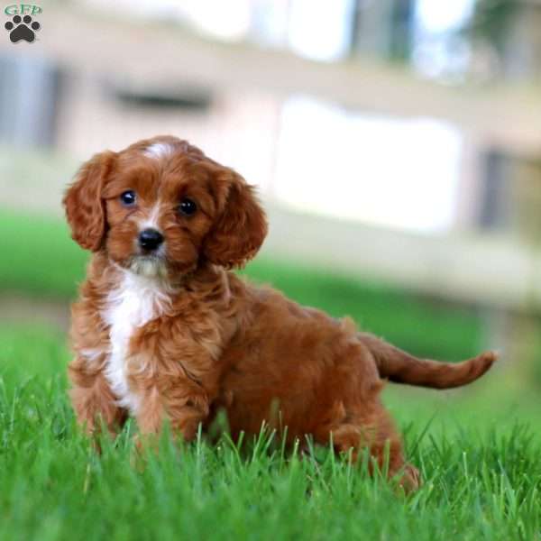 Tootsie, Cavapoo Puppy