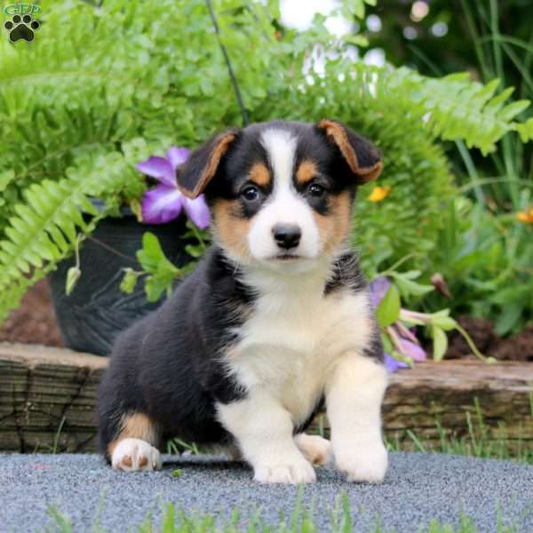 Tootsie, Pembroke Welsh Corgi Puppy