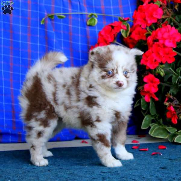 Tootsie, Pomsky Puppy