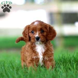 Tootsie, Cavapoo Puppy