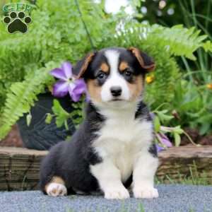 Tootsie, Pembroke Welsh Corgi Puppy