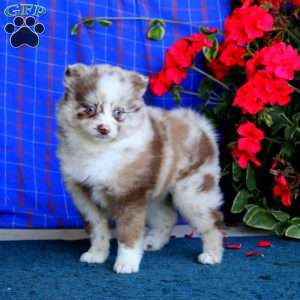 Tootsie, Pomsky Puppy