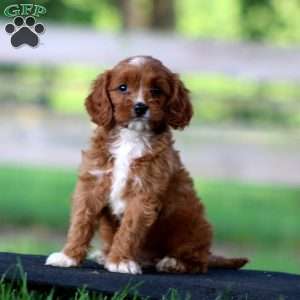 Tootsie, Cavapoo Puppy