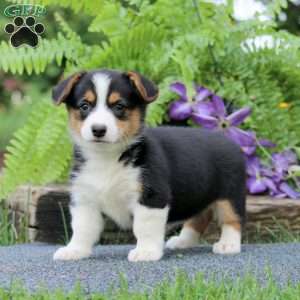 Tootsie, Pembroke Welsh Corgi Puppy