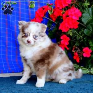 Tootsie, Pomsky Puppy