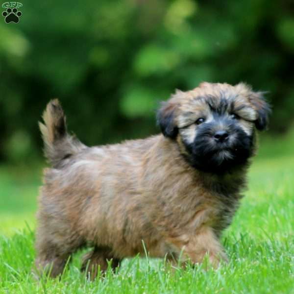 Tracy, Soft Coated Wheaten Terrier Puppy
