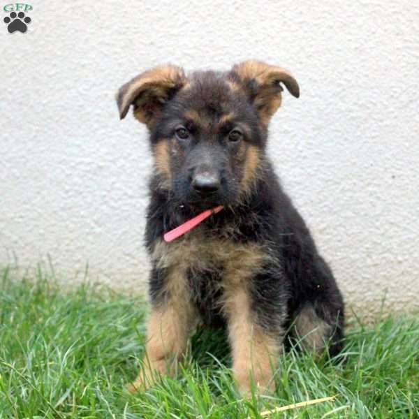 Travis, German Shepherd Puppy