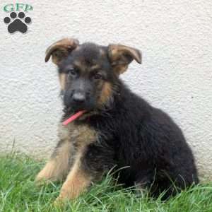 Travis, German Shepherd Puppy