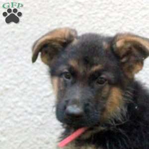 Travis, German Shepherd Puppy