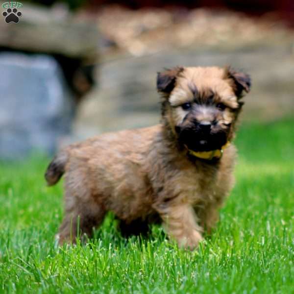 Travis, Soft Coated Wheaten Terrier Puppy