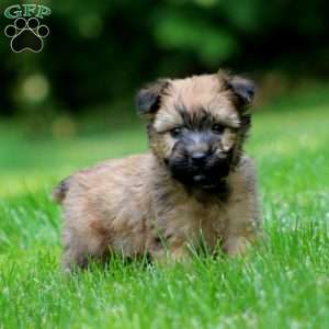 Travis, Soft Coated Wheaten Terrier Puppy