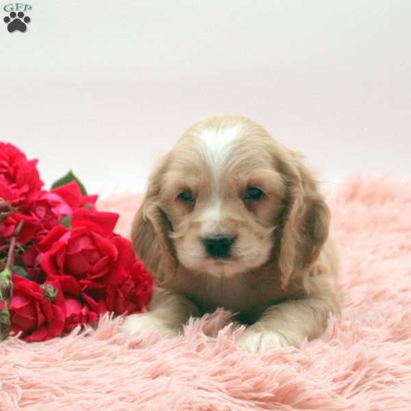 Trenton, Cocker Spaniel Puppy