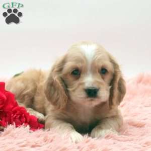 Trenton, Cocker Spaniel Puppy
