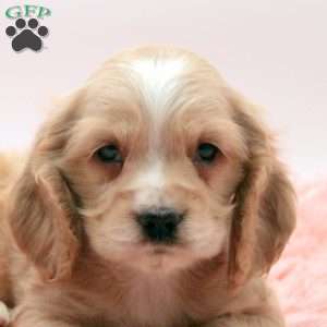 Trenton, Cocker Spaniel Puppy