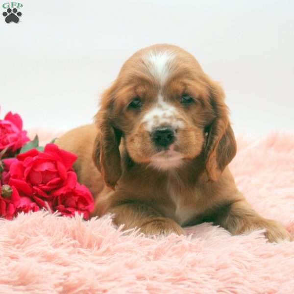 Trevon, Cocker Spaniel Puppy