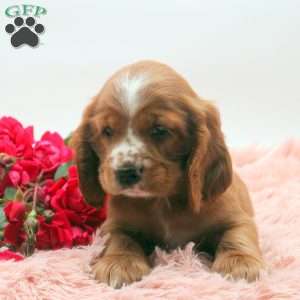 Trevon, Cocker Spaniel Puppy