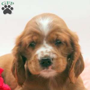 Trevon, Cocker Spaniel Puppy