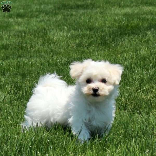 Trevor, Maltichon Puppy