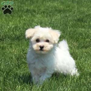 Trevor, Maltichon Puppy