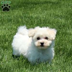 Trevor, Maltichon Puppy