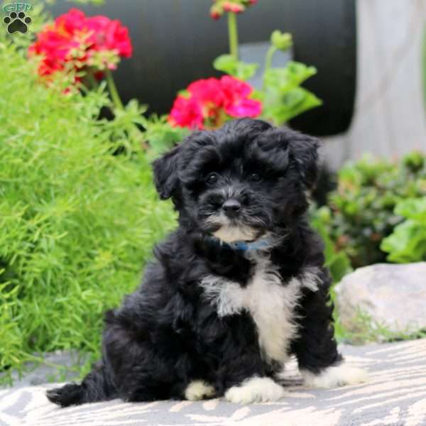 Trevor, Havapoo Puppy