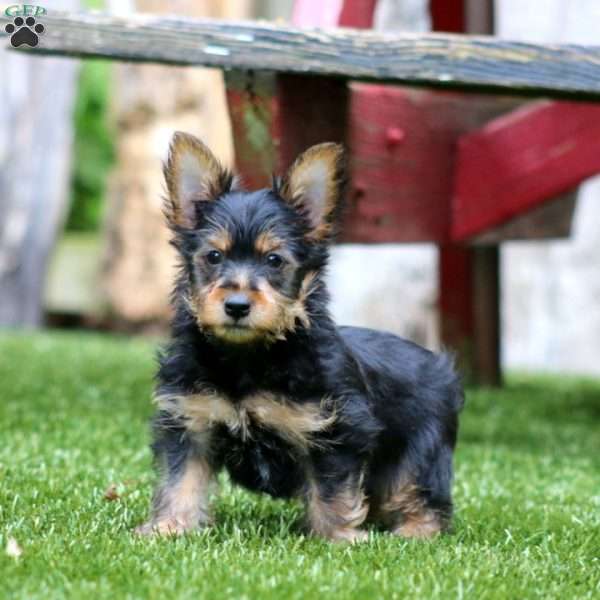 Trevor, Yorkie Puppy