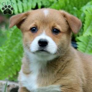 Trevor, Pembroke Welsh Corgi Puppy