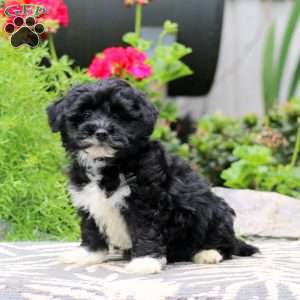 Trevor, Havapoo Puppy