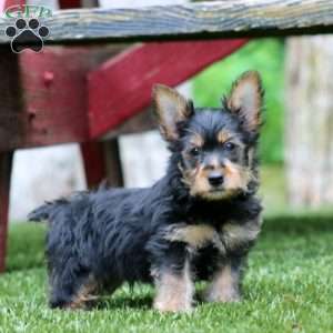 Trevor, Yorkie Puppy
