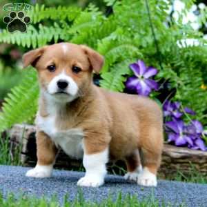 Trevor, Pembroke Welsh Corgi Puppy