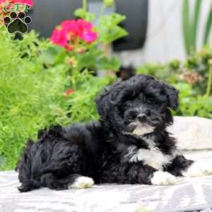 Trevor, Havapoo Puppy