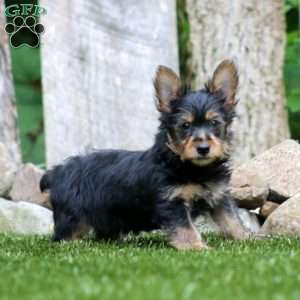 Trevor, Yorkie Puppy