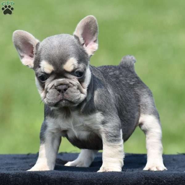 Tria, French Bulldog Puppy