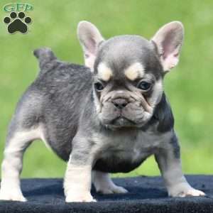 Tria, French Bulldog Puppy