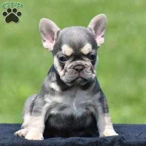 Tria, French Bulldog Puppy