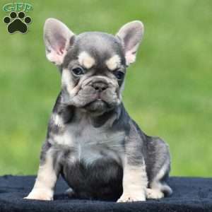 Tria, French Bulldog Puppy
