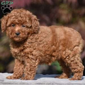 Tricia, Miniature Poodle Puppy