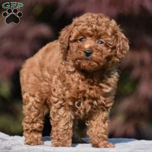 Tricia, Miniature Poodle Puppy