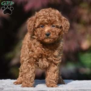 Tricia, Miniature Poodle Puppy