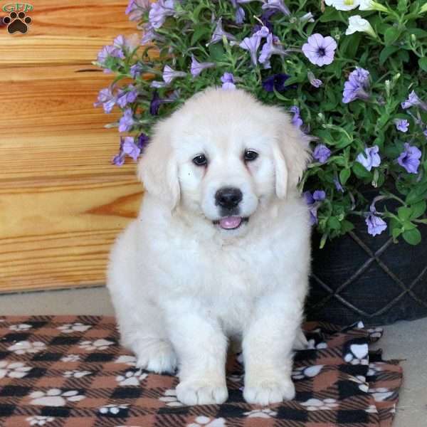 Trina, English Cream Golden Retriever Puppy