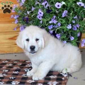 Trina, English Cream Golden Retriever Puppy