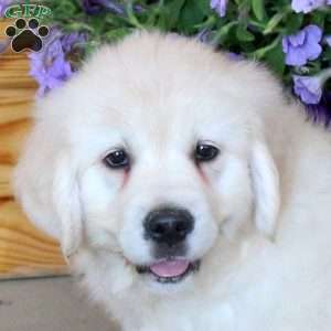Trina, English Cream Golden Retriever Puppy