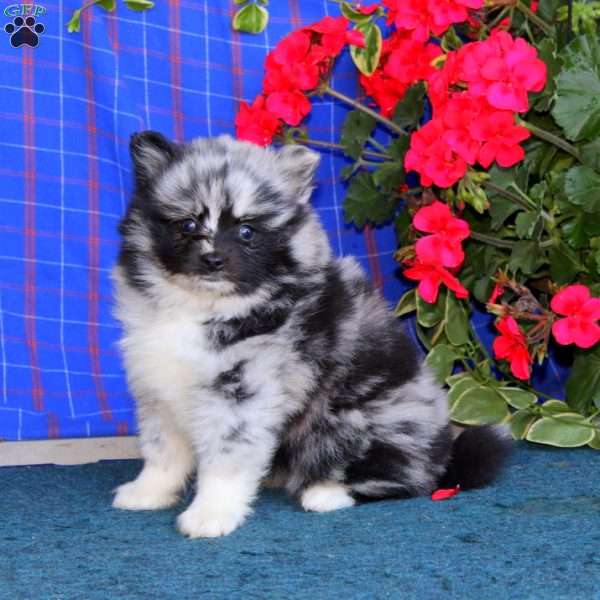 Trish, Pomsky Puppy