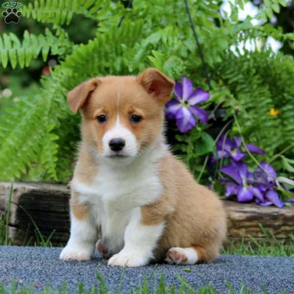 Trish, Pembroke Welsh Corgi Puppy