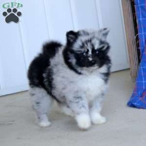 Trish, Pomsky Puppy