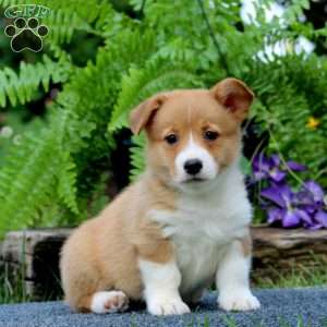 Trish, Pembroke Welsh Corgi Puppy