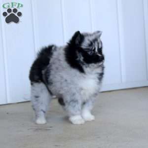 Trish, Pomsky Puppy