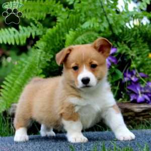 Trish, Pembroke Welsh Corgi Puppy